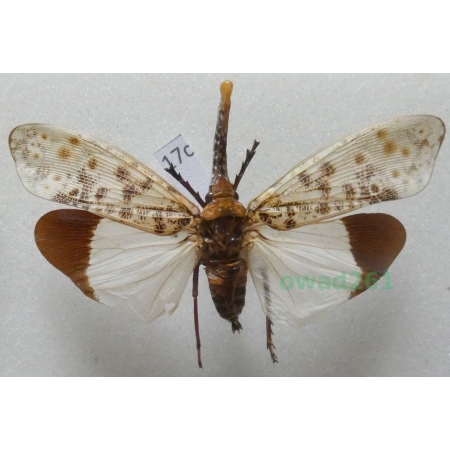 Pyrops astarte (Distant, 1914) Thailand17c